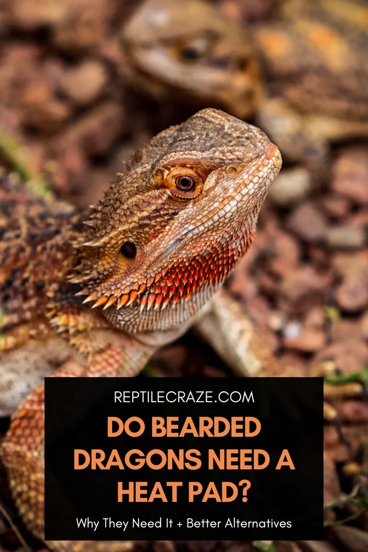 Heat pad clearance for bearded dragon