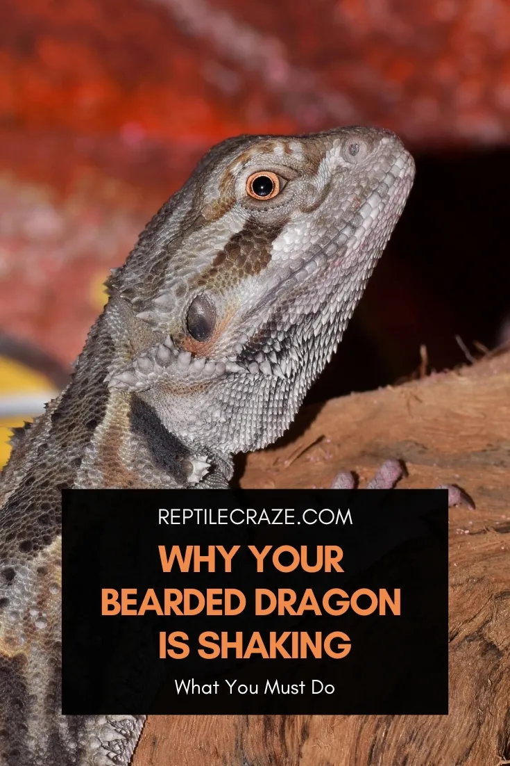 why is my bearded dragon shaking?