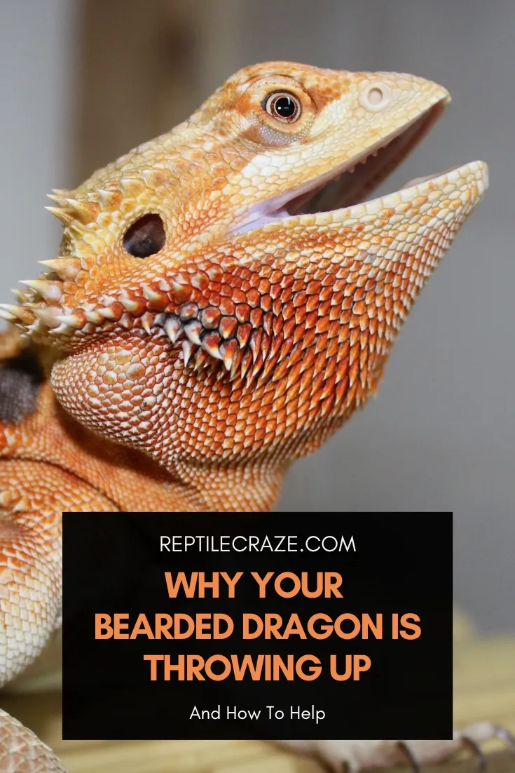 why is my bearded dragon throwing up?