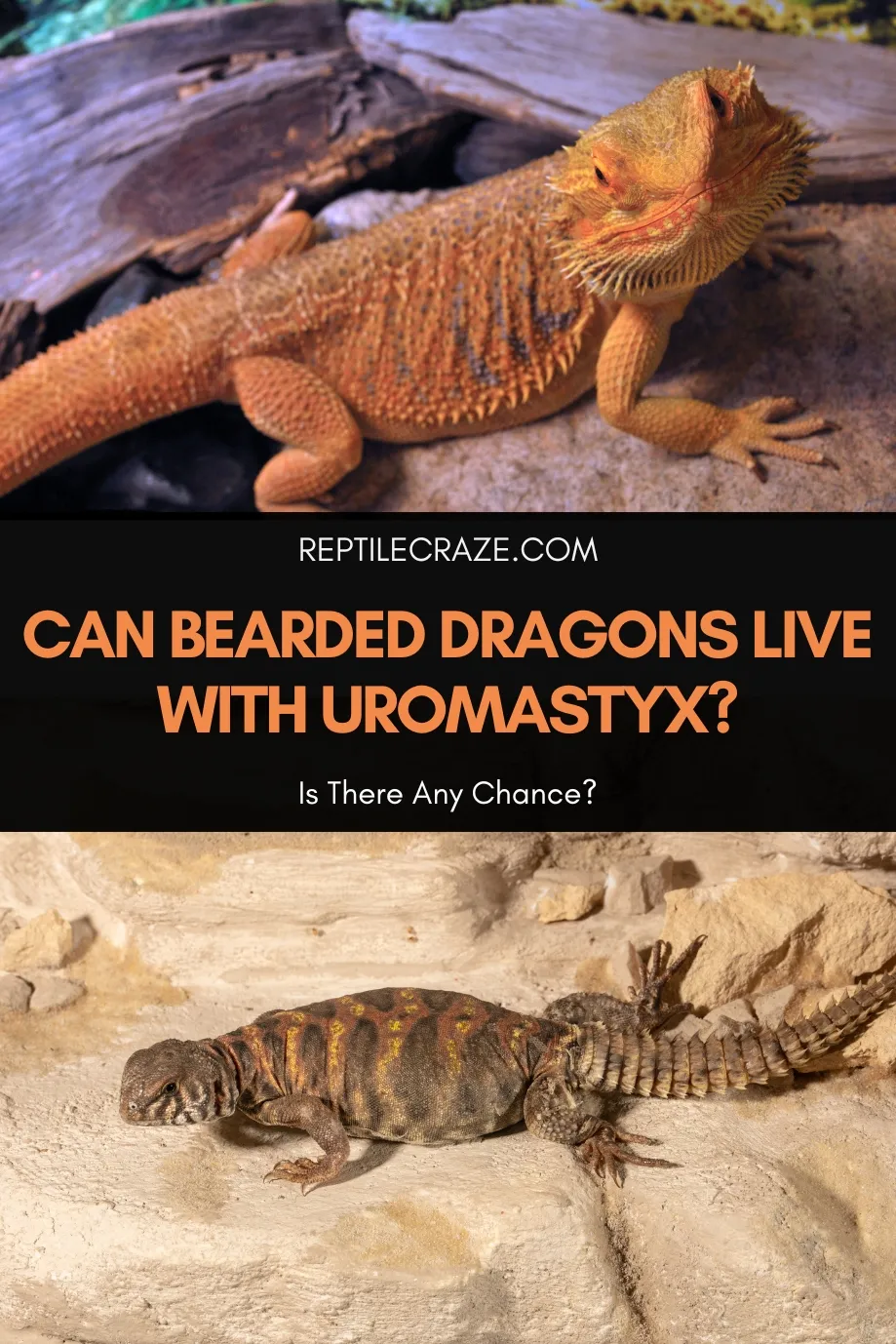 Can uromastyx live with bearded dragons?