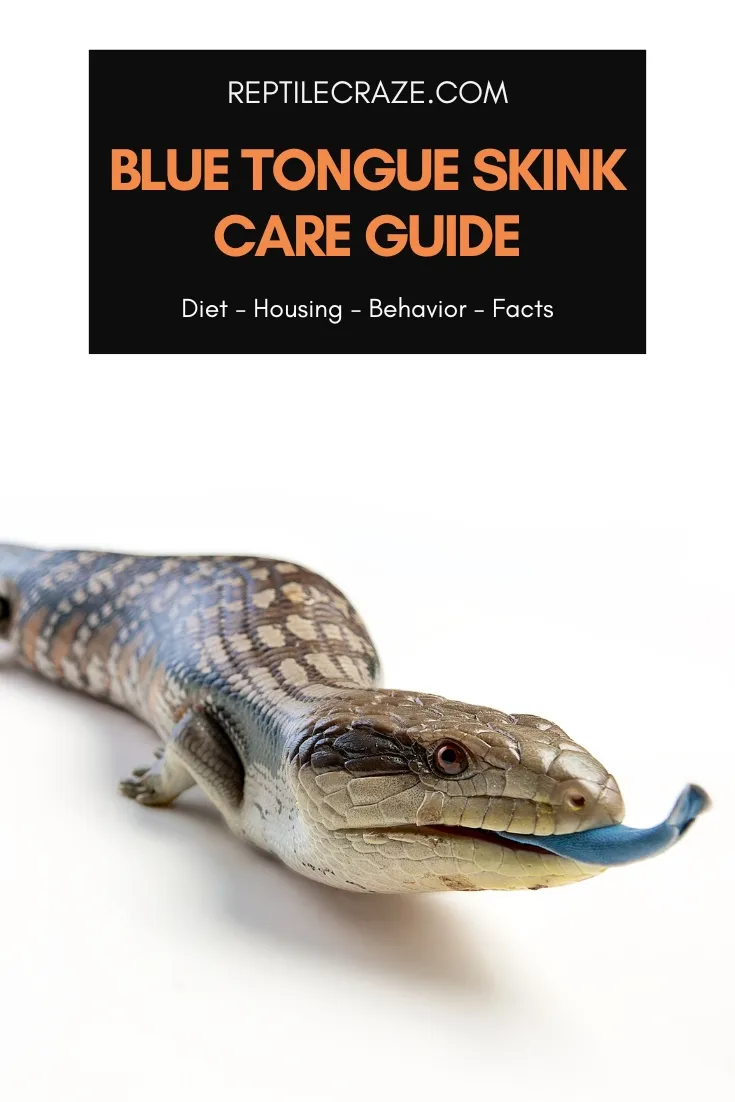 blue tongue skink care