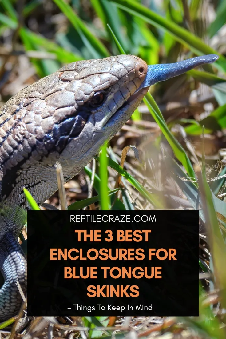 best blue tongue skink enclosure