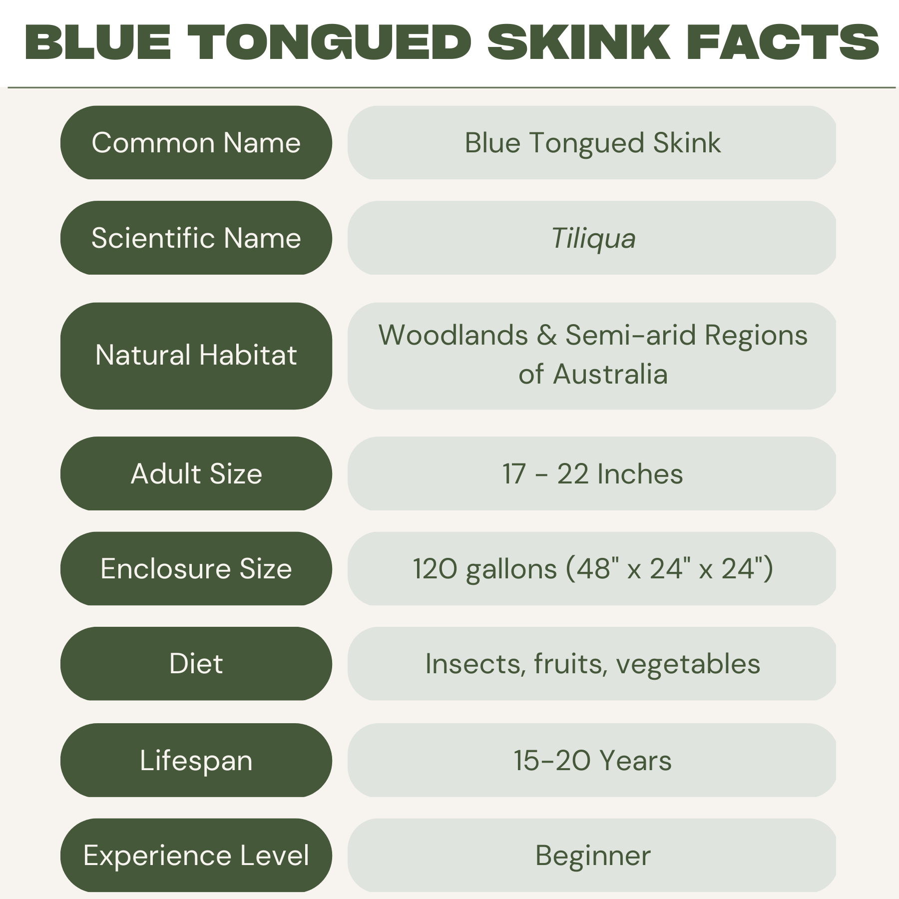 blue tongue skink care guide