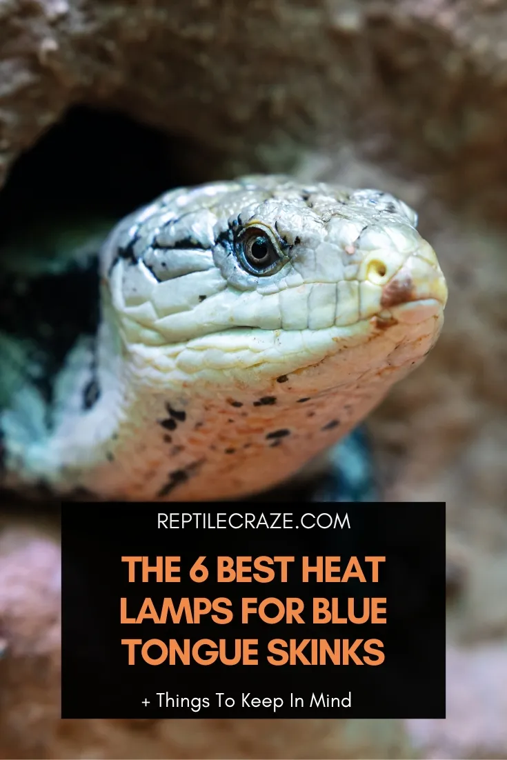 best heat lamp for blue tongue skink