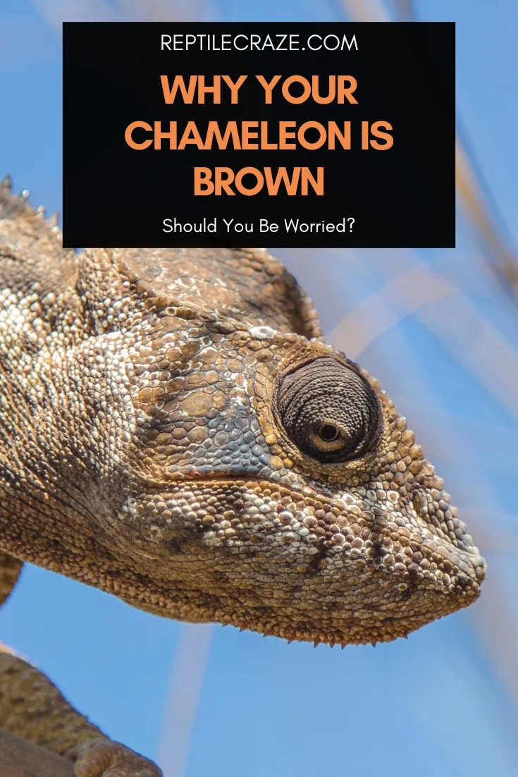 why is my chameleon brown?