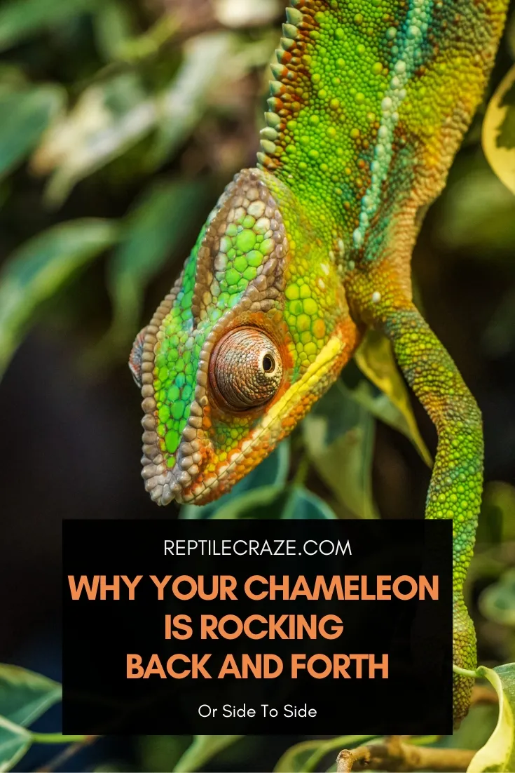 Why Chameleons Rock Back And Forth When They Walk - Reptile Craze