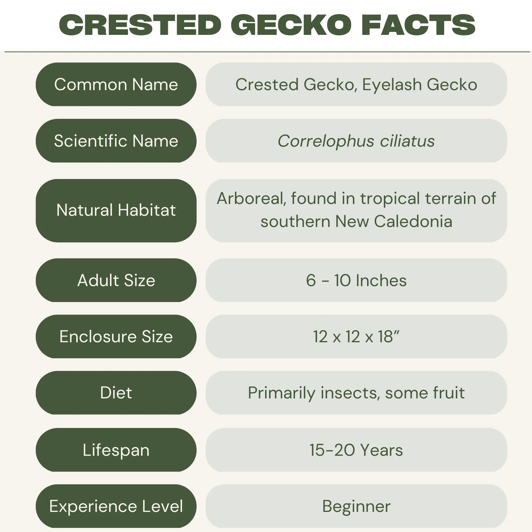 crested gecko facts