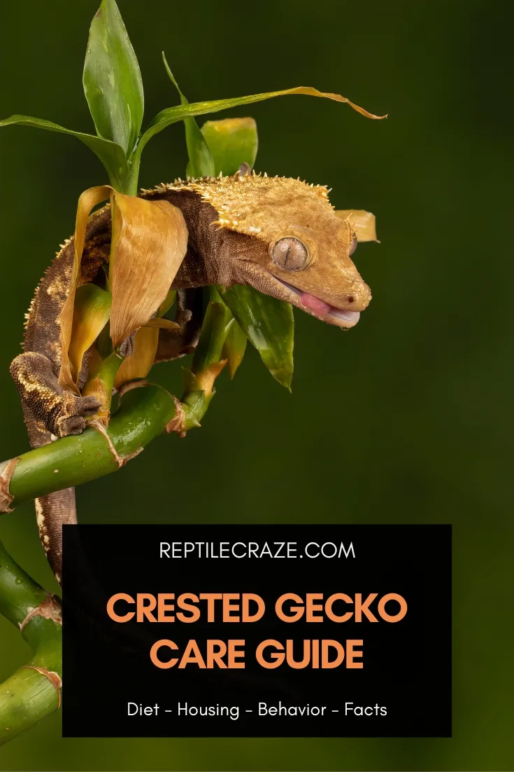 crested gecko care