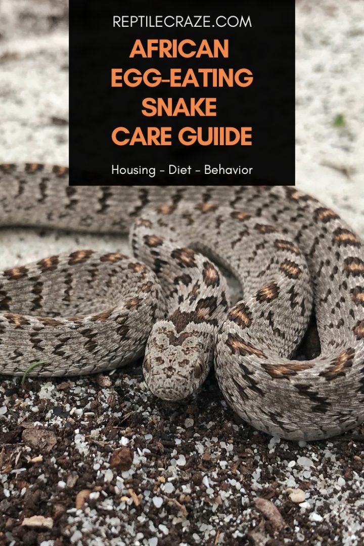 African Egg-Eating Snake Care Guide - Reptile Craze - Snake Care Routine Illustrations Printable