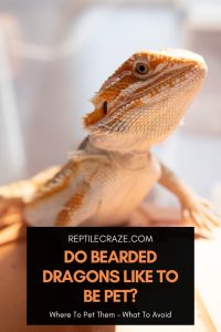 Do Bearded Dragons Like To Be Pet? Do This! - Reptile Craze