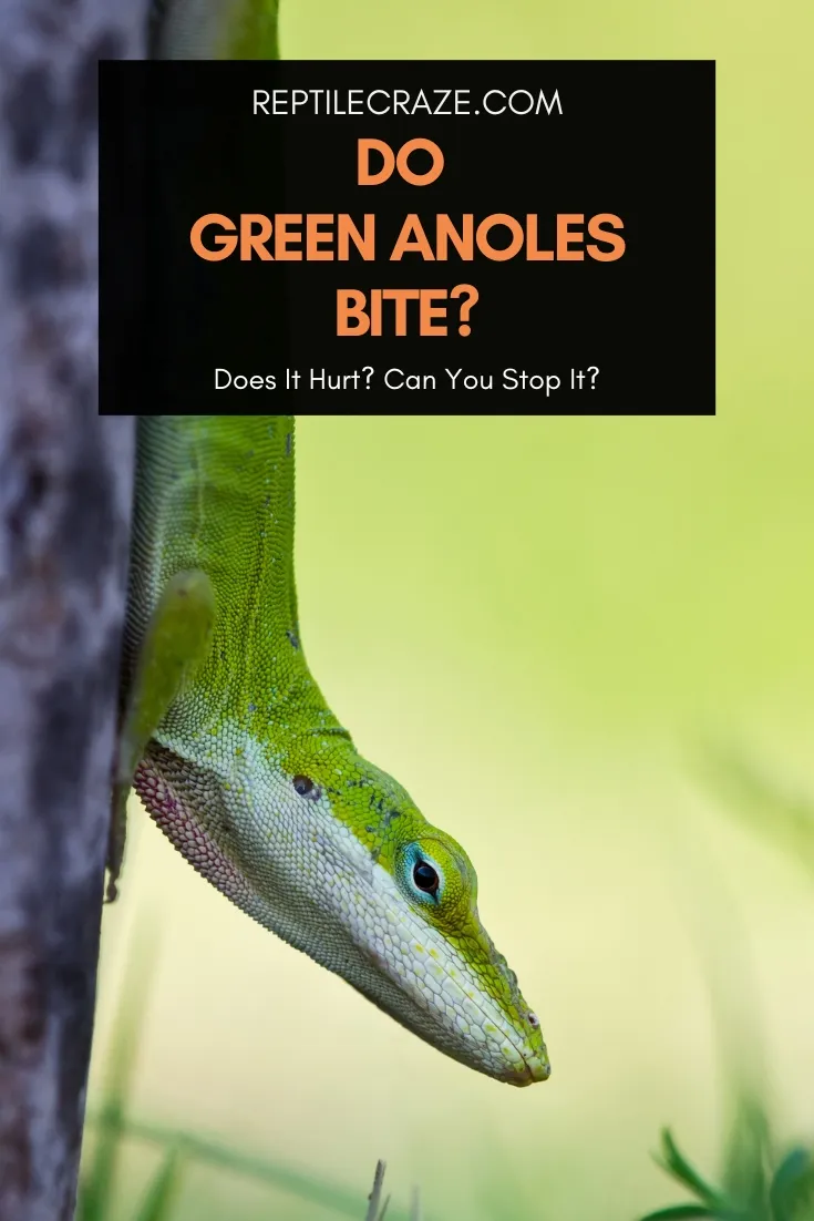 do green anoles bite?