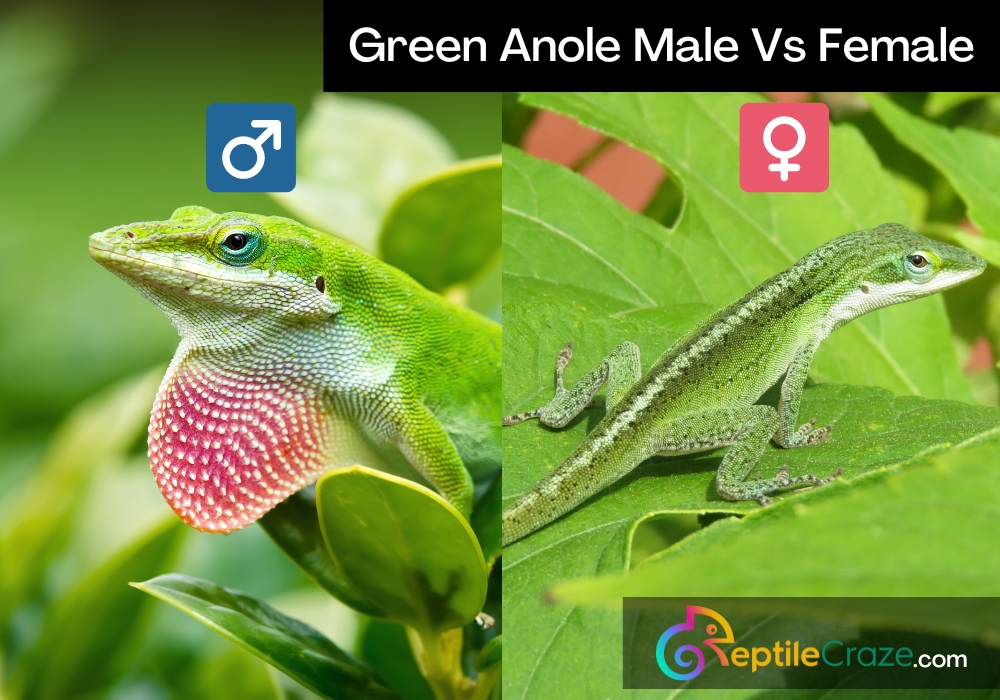 green anole male vs female