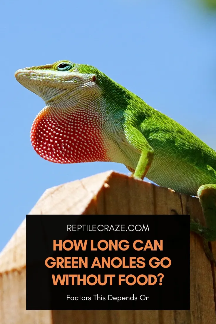 How Long Can Green Anoles Go Without Food?