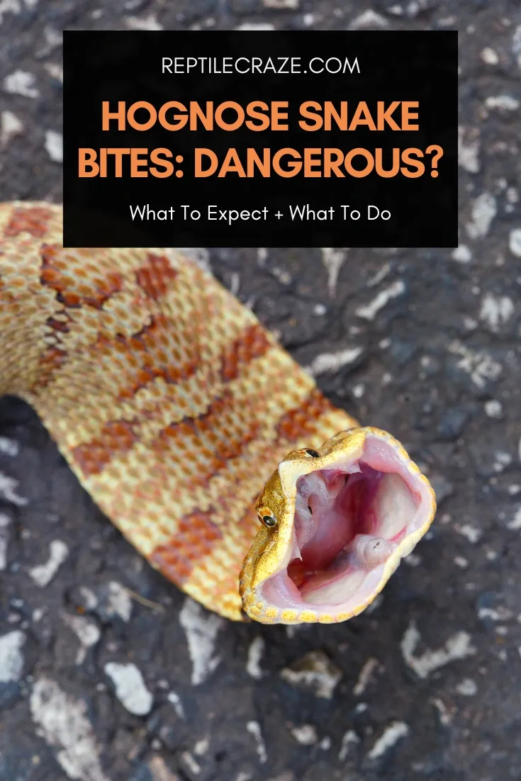 hognose snake bite