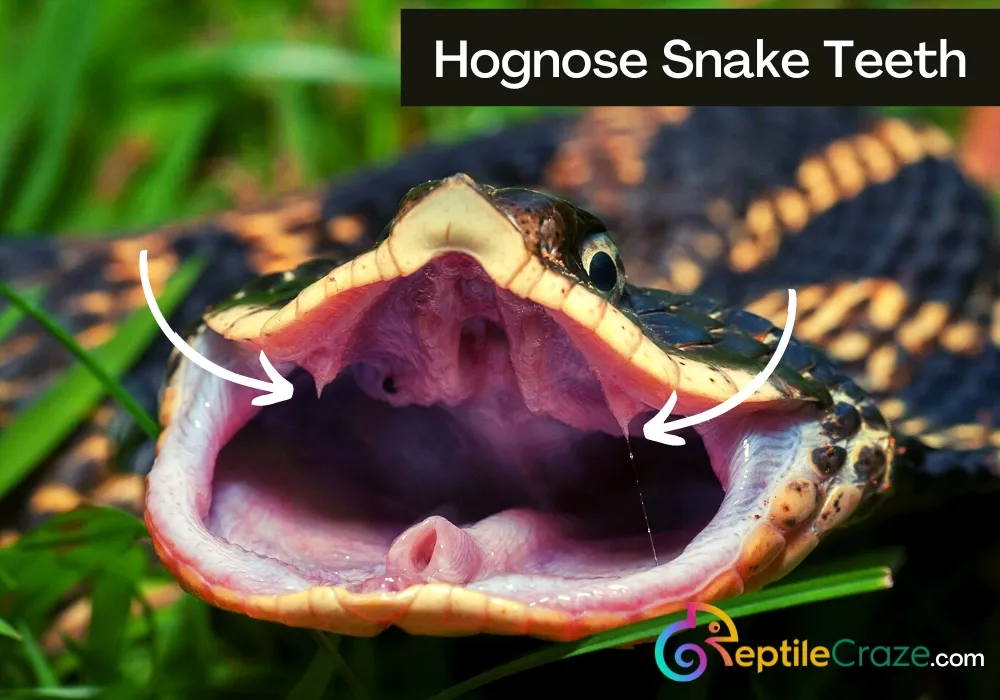 Do Hognose Snakes Have Teeth?