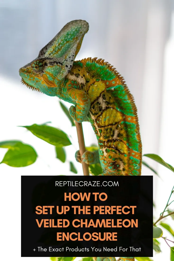 This Is How You Set Up A Perfect Veiled Chameleon Cage - Reptile Craze