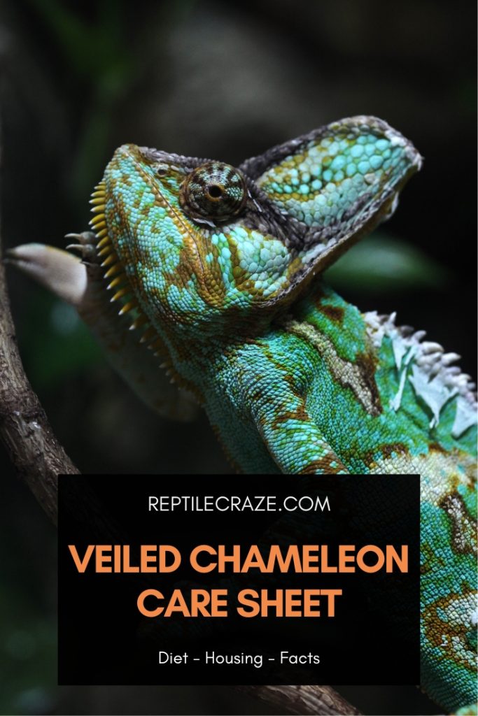 Veiled Chameleon Care Guide: Diet, Housing, Facts - Reptile Craze