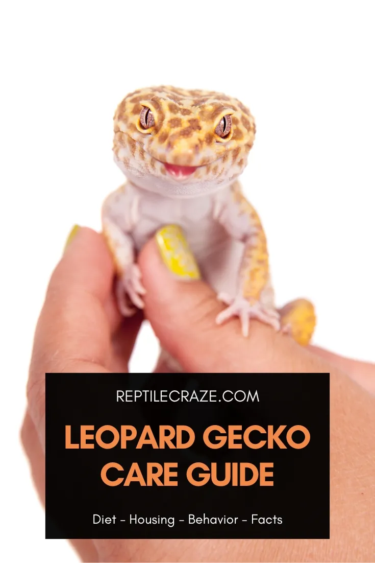 leopard gecko care