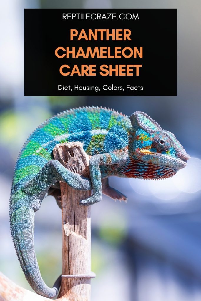 Panther Chameleon Care Guide Diet Housing Facts Reptile Craze