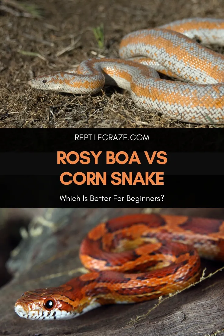 rosy boa vs corn snake