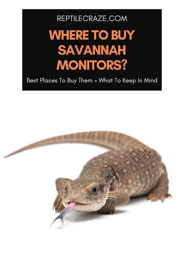 savannah monitor for sale