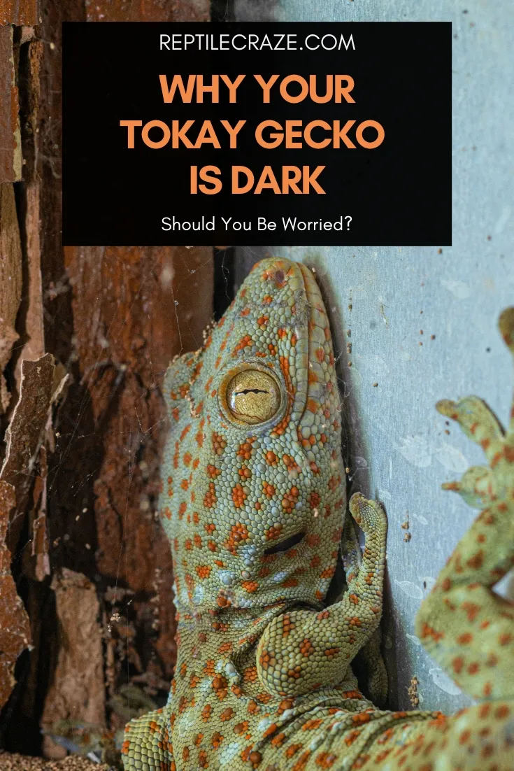 why is my tokay gecko dark?