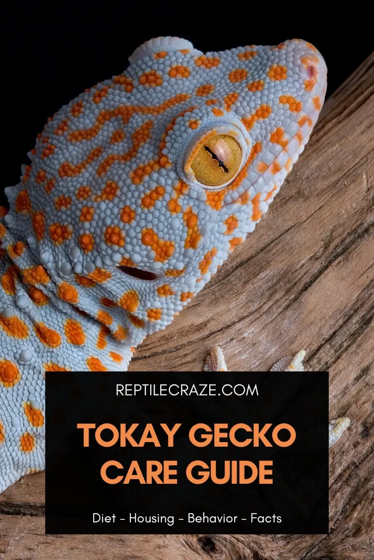 tokay gecko care 