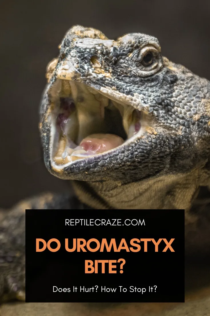 do uromastyx bite?