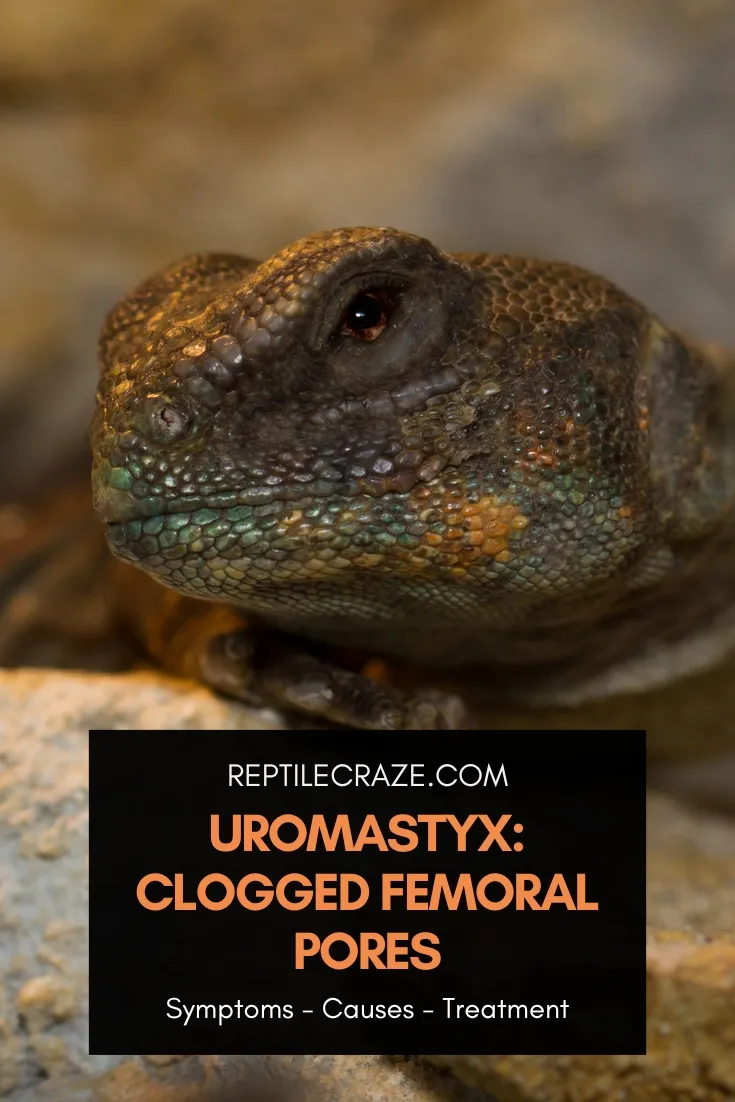 Uromastyx Clogged Femoral Pores