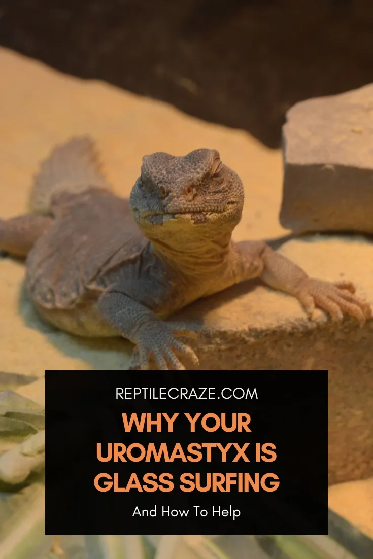 why is my uromastyx glass surfing?