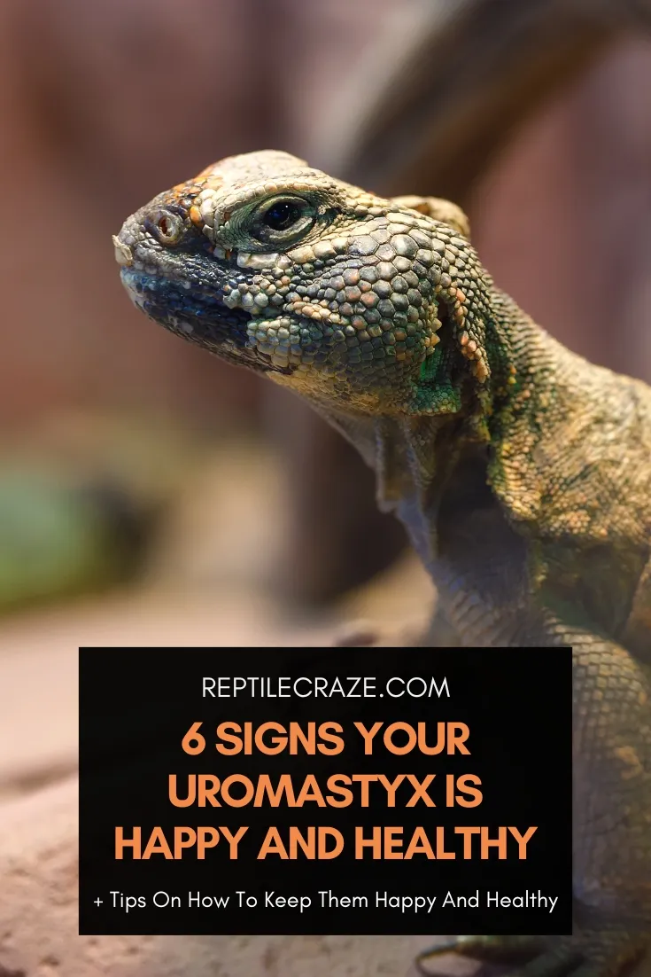 is my uromastyx healthy?