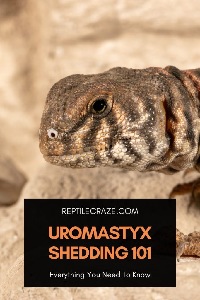 Uromastyx Shedding Guide: Everything You Must Know - Reptile Craze