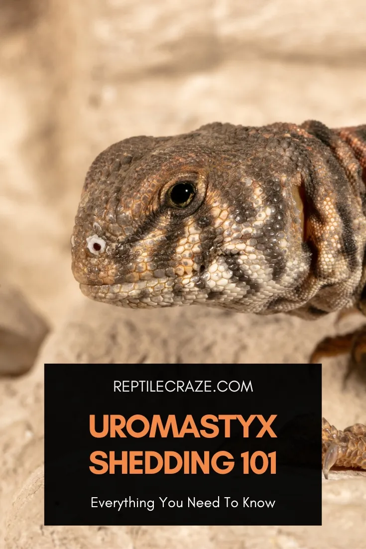 uromastyx shedding