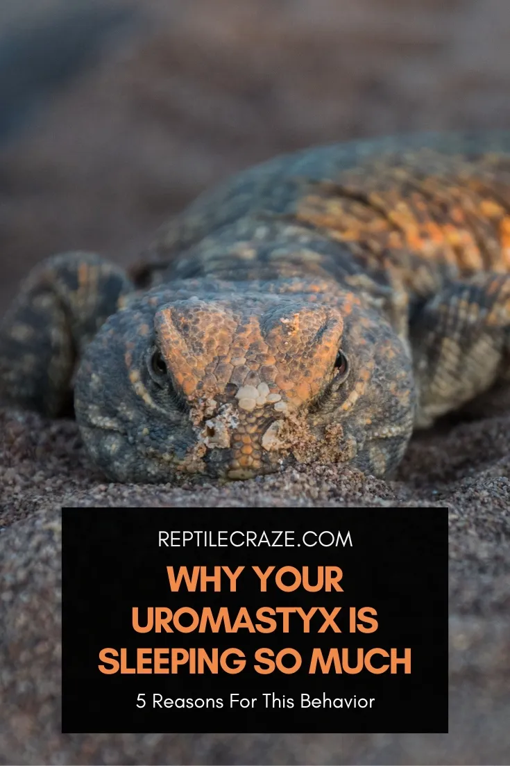 why is my uromastyx sleeping so much?