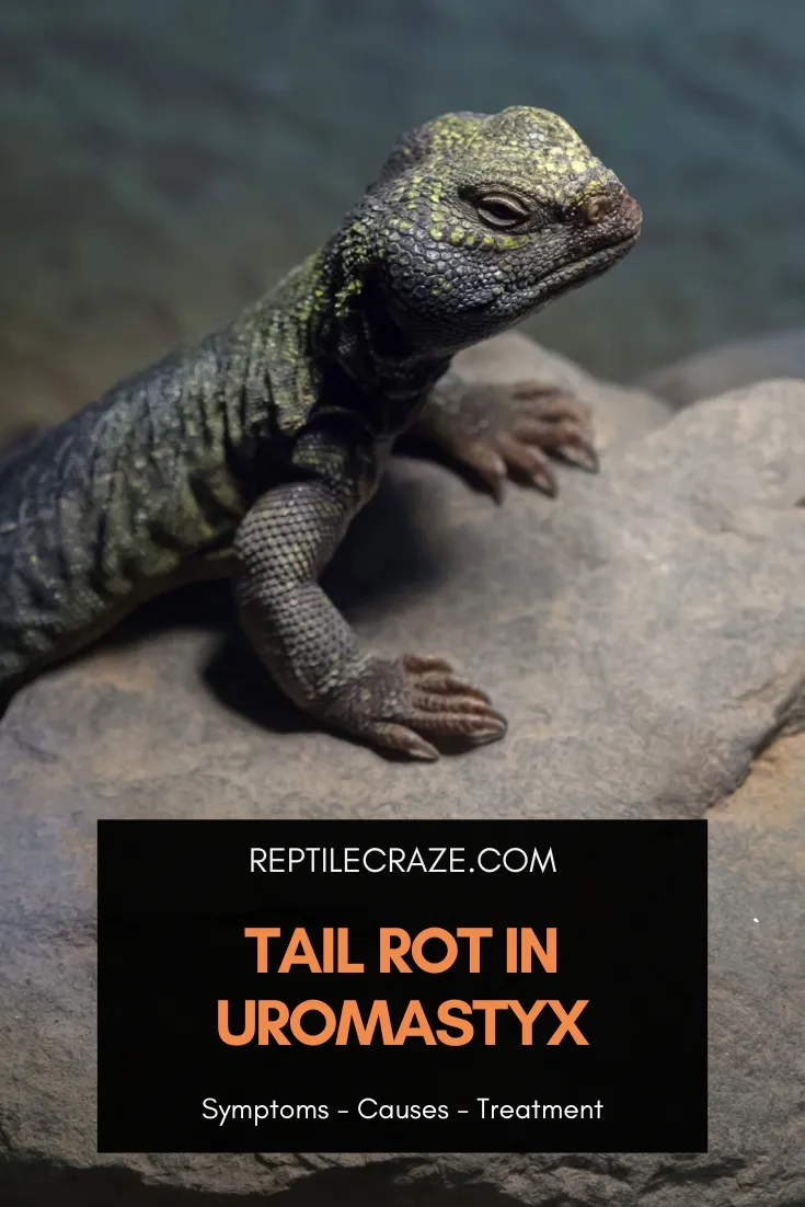 uromastyx tail rot