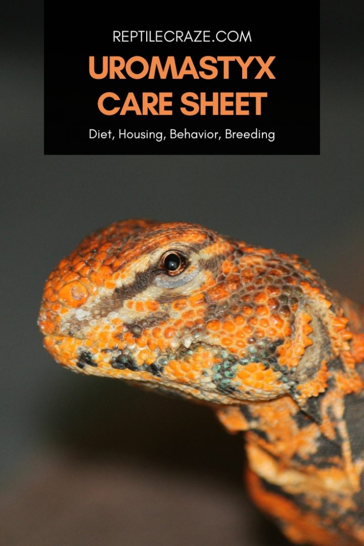 Visual Reference: Uromastyx Care Guide Diet Housing Facts