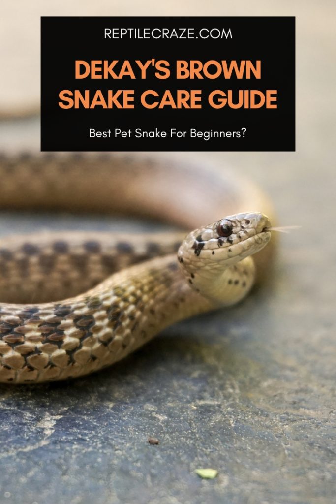 DeKay’s Brown Snake Care: Best Beginner Snake! - Reptile Craze