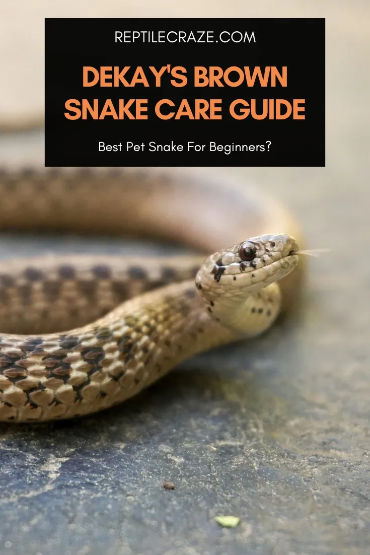 deKay's brown snake care