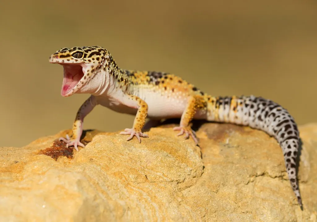 Why is my leopard gecko keeping its mouth open?