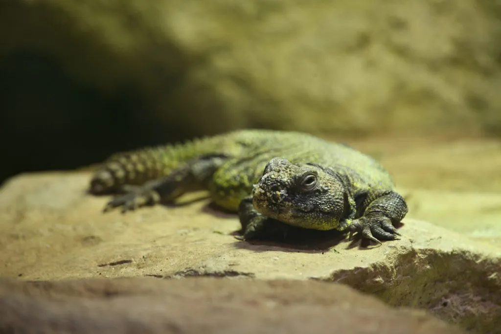 uromastyx refuses food