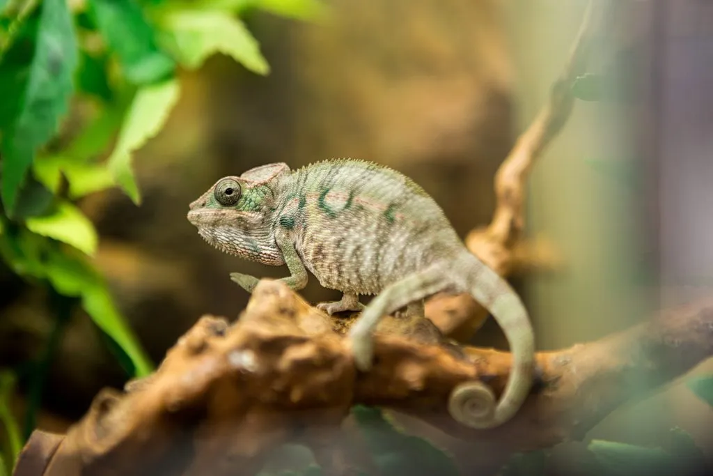 Do I spray my chameleon with water?