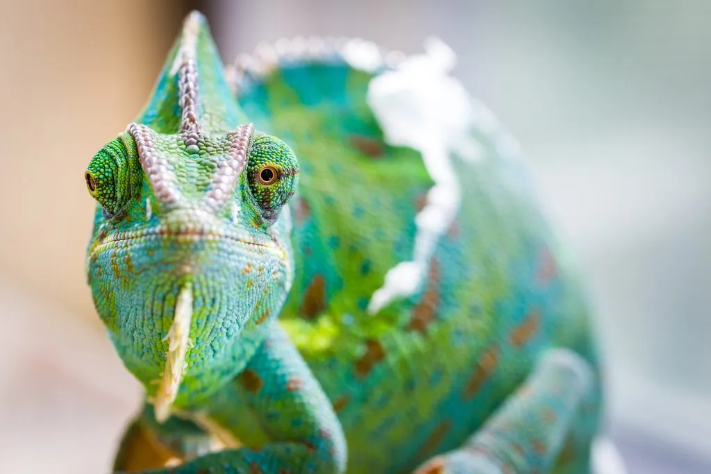 do chameleons die fast?