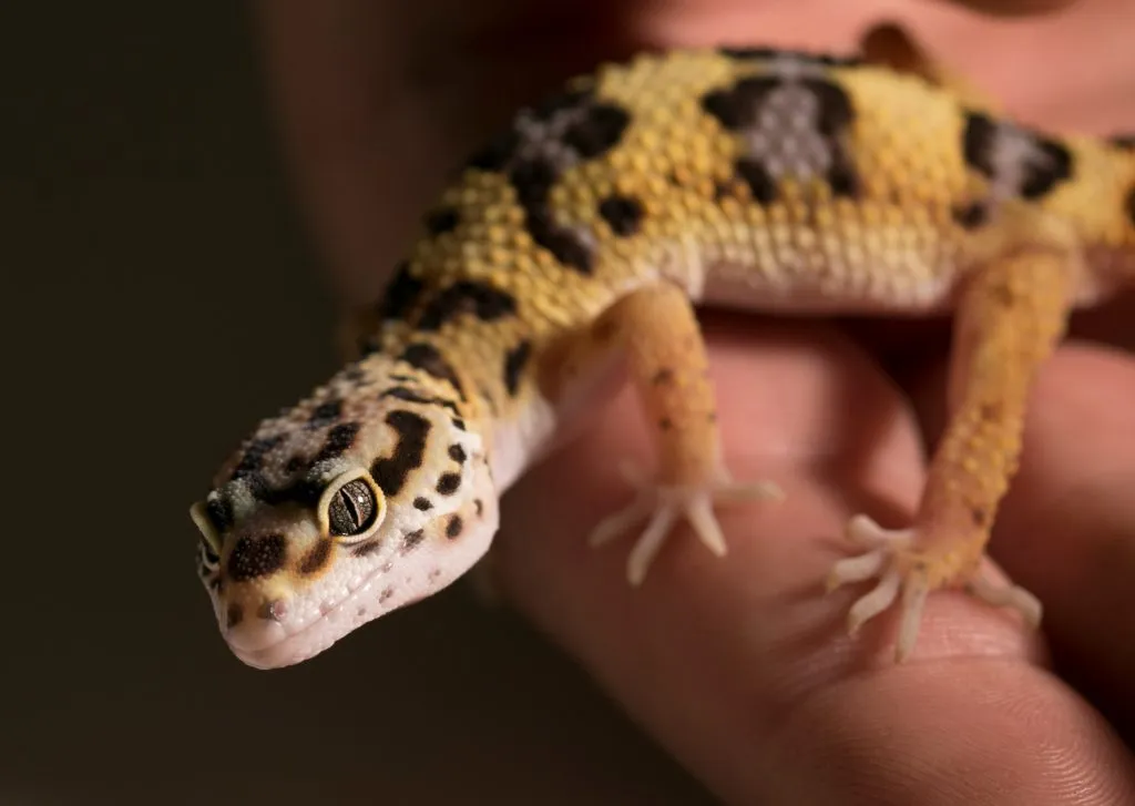 how long should you wait to handle a leopard gecko