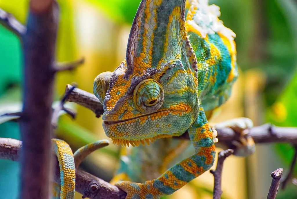 Primo Chameleons