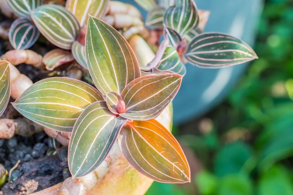 Ludisia discolor