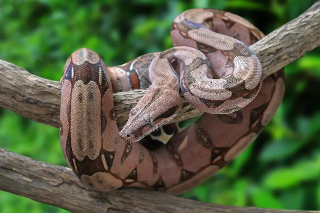 Boa Constrictor colors