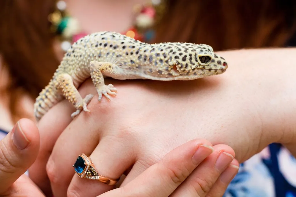 How many times should you handle your leopard gecko?