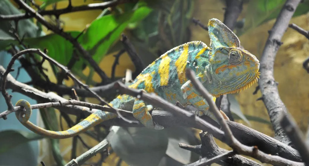 why did my chameleon fall off a branch?