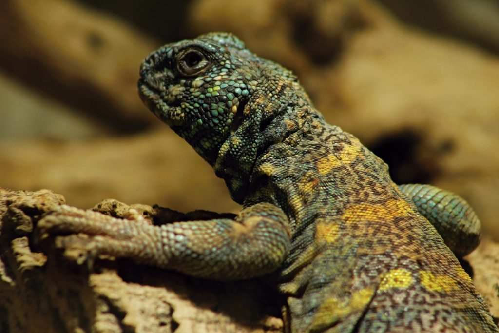 why is my uromastyx wiggling?