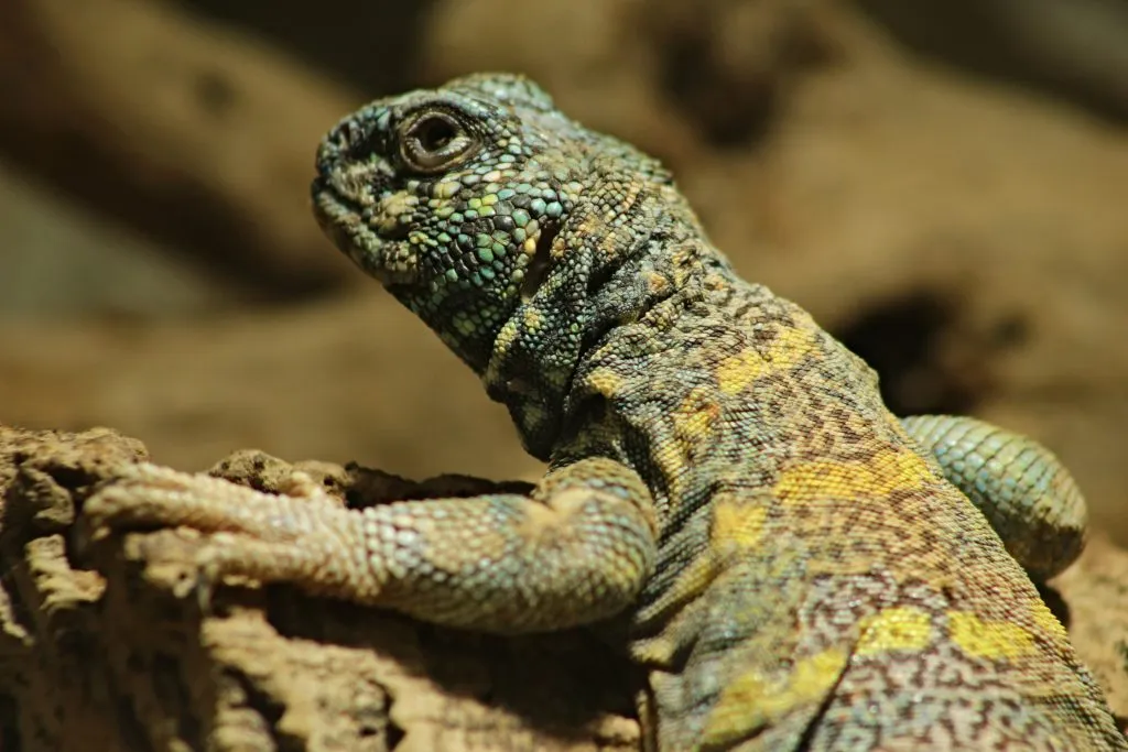 uromastyx is not eating anymore